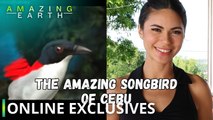 Amazing Earth: The amazing songbird of Cebu, the Cebu Flowerpecker! (Online Exclusives)