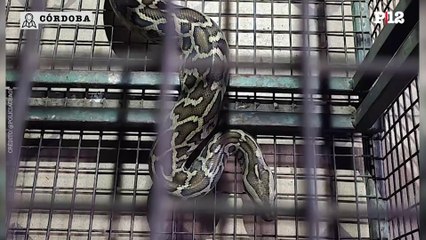 Una pitón en Ciudad de Córdoba: tenía un metro y medio de largo