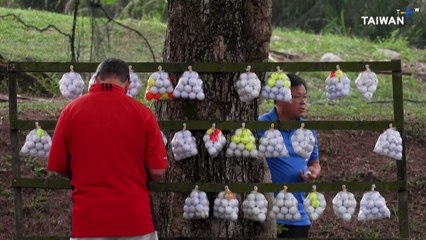 Former Malaysian Navy Frogman Finds New Career Diving for Golf Balls