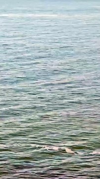 Humpback Whale spotted off Towan Headland. Video by Kelsey Michelle