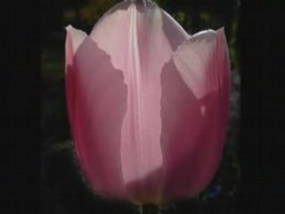 Let the colour festival start in the garden