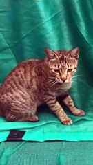 Cute cat with her adorable moves.