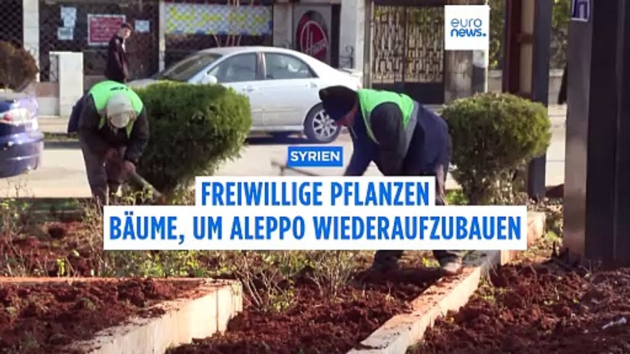 Wiederaufbau in Aleppo: Freiwillige pflanzen Bäume