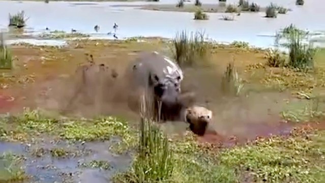 Check Out This Must See Video Of a Hyena Nearly Getting Eaten By Something He Hoped To Have for Lunch