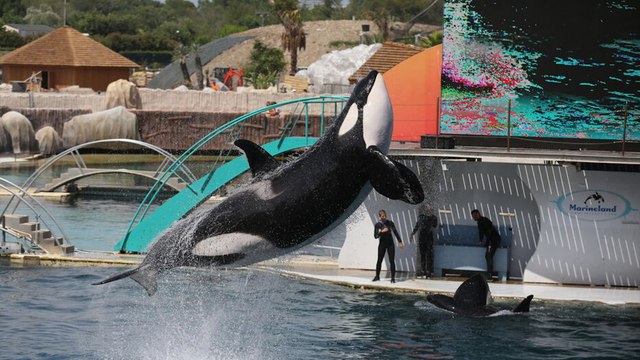 Fermeture de Marineland : les visiteurs nombreux aux dernières représentations des orques