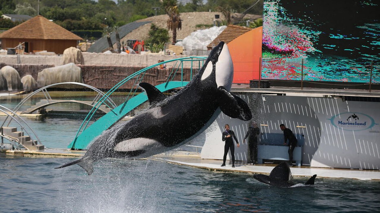 Fermeture de Marineland : les visiteurs nombreux aux dernières représentations des orques