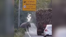 Un elefante se vuelve viral por ‘aprender’ este truco en Tailandia aprovechando su derecho de paso