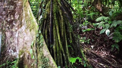Can These Trees Actually Walk Across the Jungle or is it Urban Legend?