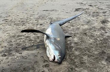 Two-and-a-half metre endangered shark washed up on beach