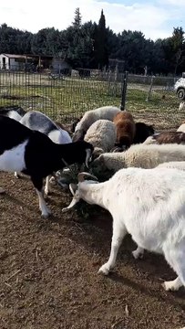 Après Noël, les chèvres et moutons de Medhi ont englouti une cinquantaine de sapins