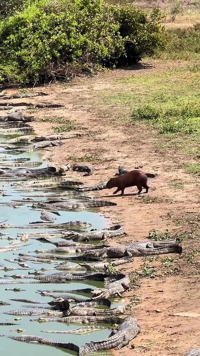 CAPIBARA