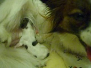 Après la tétée bb à trouver un coin chaud