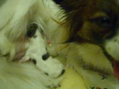 Après la tétée bb à trouver un coin chaud