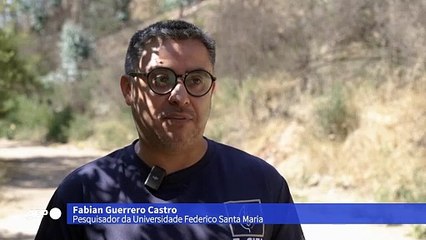 Jardim botânico do Chile planta árvores mais resistentes ao fogo