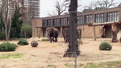 Weihnachtsbäume auf dem Speiseplan der Tiere im Berliner Zoo