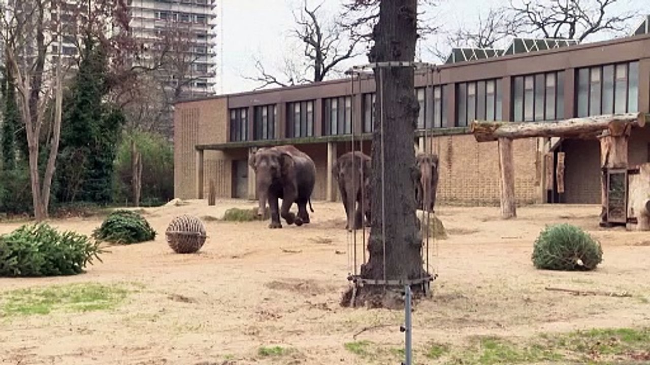 Weihnachtsbäume auf dem Speiseplan der Tiere im Berliner Zoo