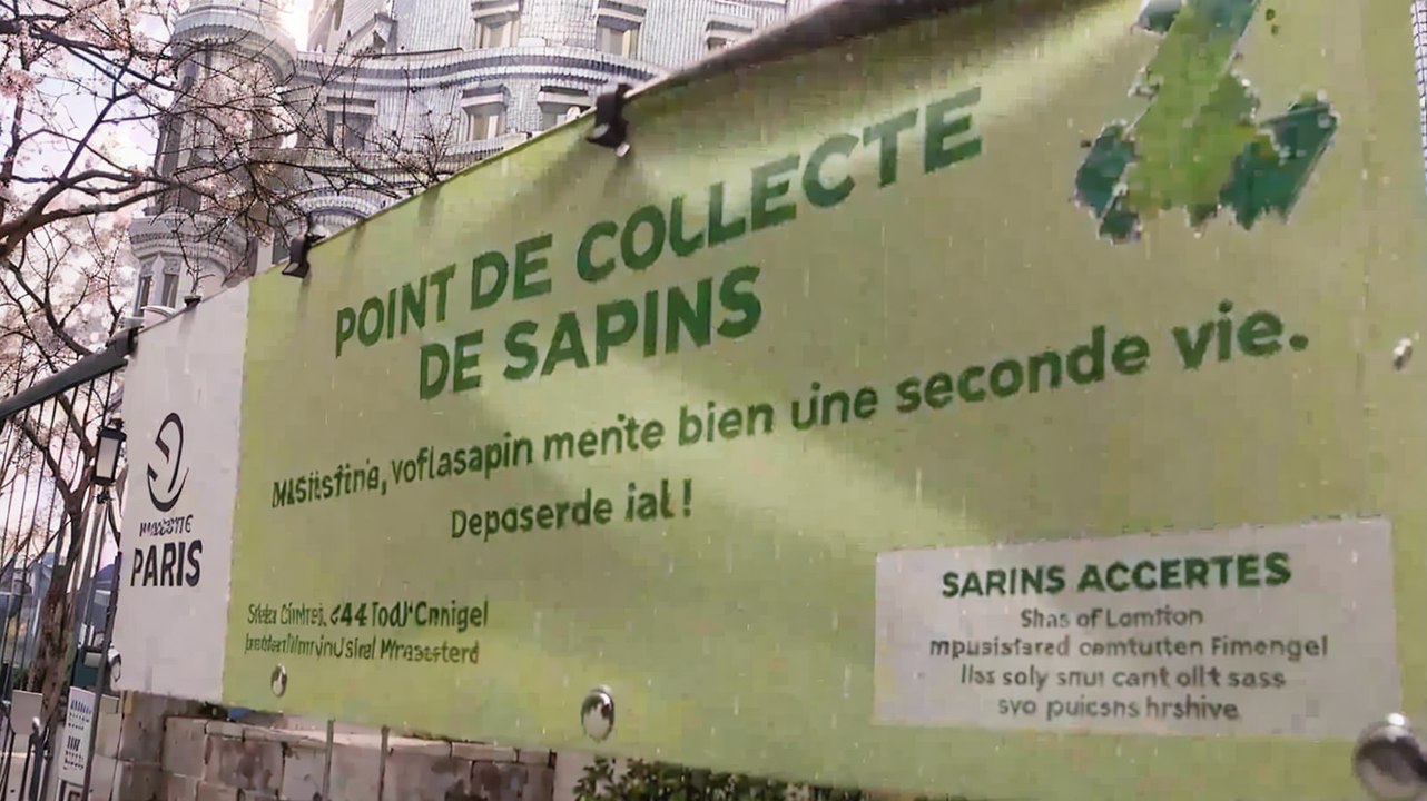 Noël : la nouvelle destin des sapins après les festivités