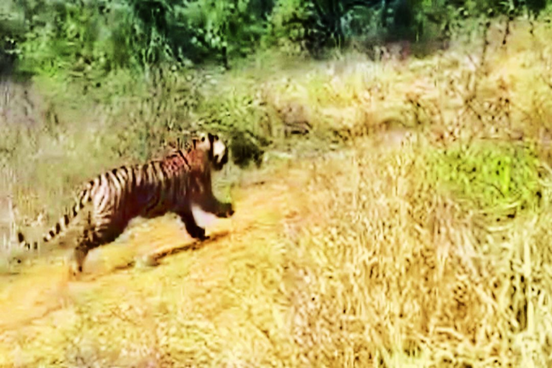Tiger News दौसा में इस बाघ ने किया था तीन लोगों पर हमला, यहां भी गाड़ी पर किया था अटैक... देखें वीडियो ....