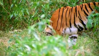 BBC - Great Wildlife Moments