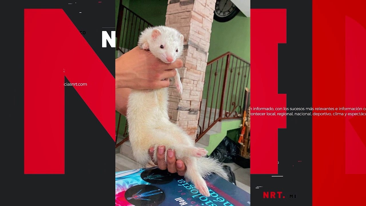 Ofrecen recompensa de $10 mil pesos por el paradero del hurón “Toby” en Frontera