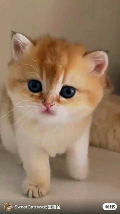 "Adorable Cat Antics: From Hilarious Jumps to Quirky Naps!"