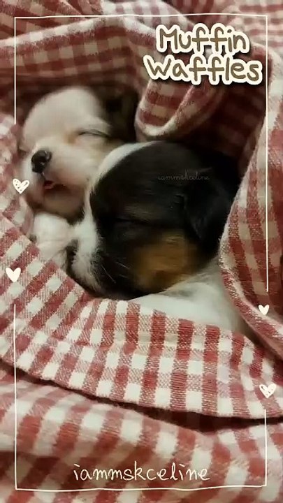 Muffin and Waffles 🥰