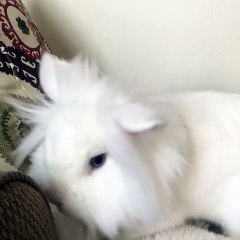 🐾🥕 Welcome to the purr-fect world of **CatsAndBunnies**! Get ready for a