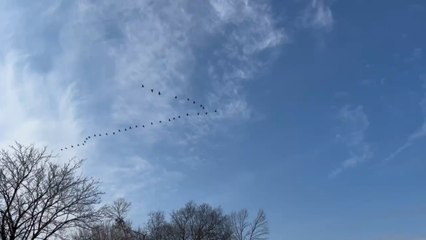 Christmas eve Canada geese