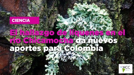 El hallazgo de líquenes en el río Chicamocha da nuevos aportes para Colombia