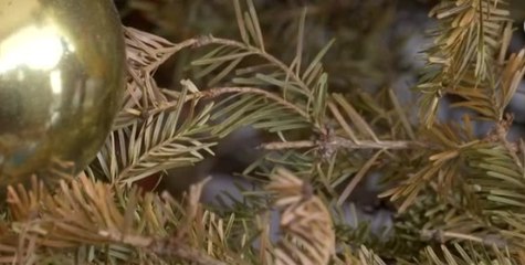 Operativo de recolección de arbolitos inicia la próxima semana