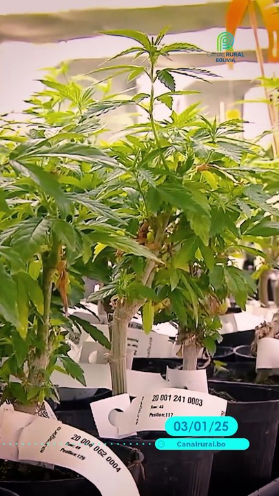 Paraguay lidera con innovación: balanceados para animales con cannabis industrial 🌿🐾