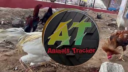 #Aseel ka Murga 20 thousands ka @shamshabad Thursday market