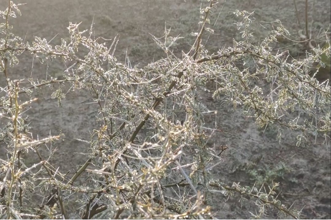 Rajasthan Weather : जयपुर में आज धूप ​खिली, गलन से धूज रहे लोग, दौसा में तेज ठंड