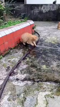 USA's Cutest and Funniest Cats Stealing Hearts! 🐾🇺🇸