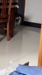 American Cat Comedy: Purrfectly Cute & Hilarious! 🐾🇺🇸"