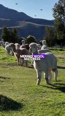 Natalia Naila – Sleep & Beyond myMerino topper review