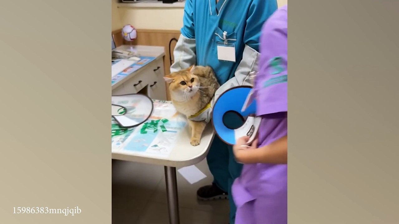 Funny actions of cats 🤣 New Funny Cats videos 😂