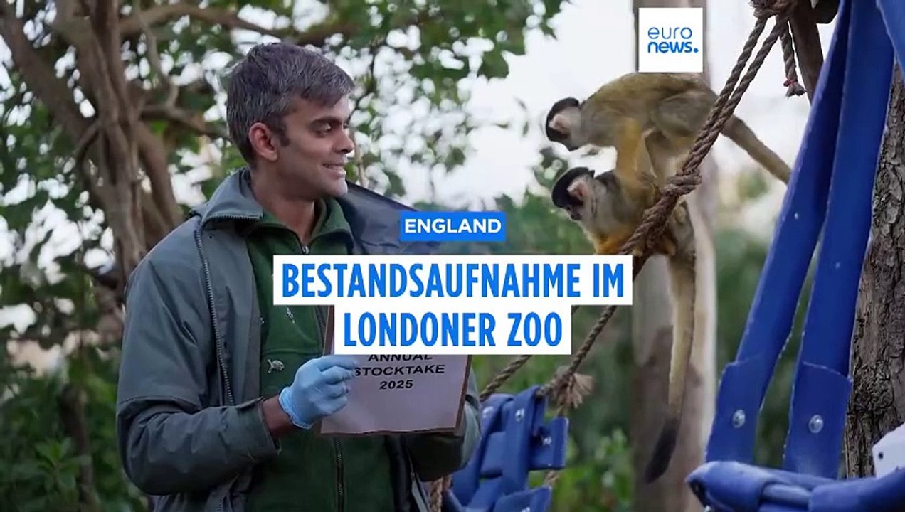 Die Bewohner des Londoner Zoos werden bei der jährlichen Bestandsaufnahme gezählt