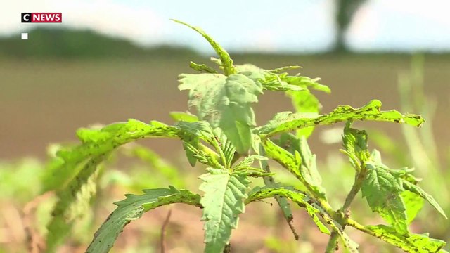 Cannabis thérapeutique : le ministre de la santé veut étudier cette voie