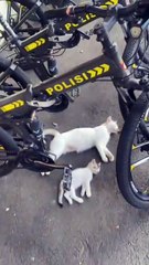 Like Mom, Like Son 🐱 - thumbnail