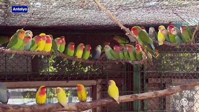 Yaralı kuşlar Antalya Doğal Yaşam Park'ında özgürlüğe kanat açıyor