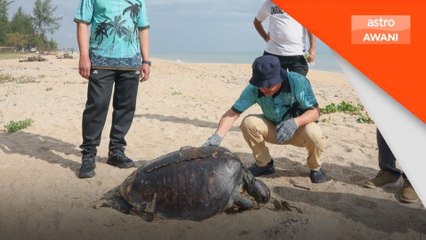 Bangkai penyu agar berat 60kg ditemui