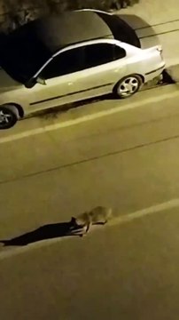 Sinop'ta çakal sürüsü görüntülendi