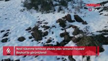 Nesli tükenme tehlikesi altında olan 'ormanın hayaleti' Bayburt'ta görüntülendi