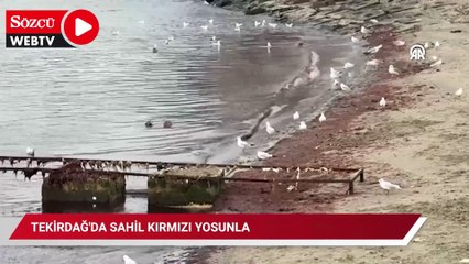 Tekirdağ'da sahil kırmızı yosunla kaplandı
