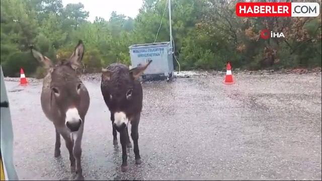 Marmaris-Datça Yolunda Başıboş Eşek Tehlikesi