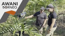 SynBorneo Sustainable Farm cipta persekitaran biodiversiti lestari