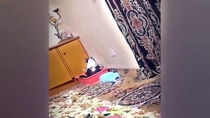 You Laugh You Lose🤣🐶Funniest Dogs and Cats 2025😻