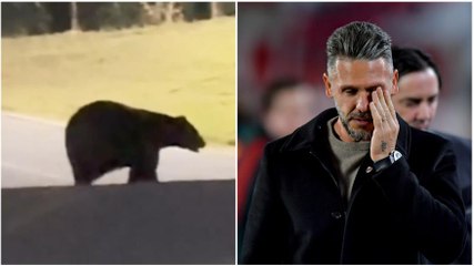 Orso entra a casa di Demichelis: la reazione della famiglia