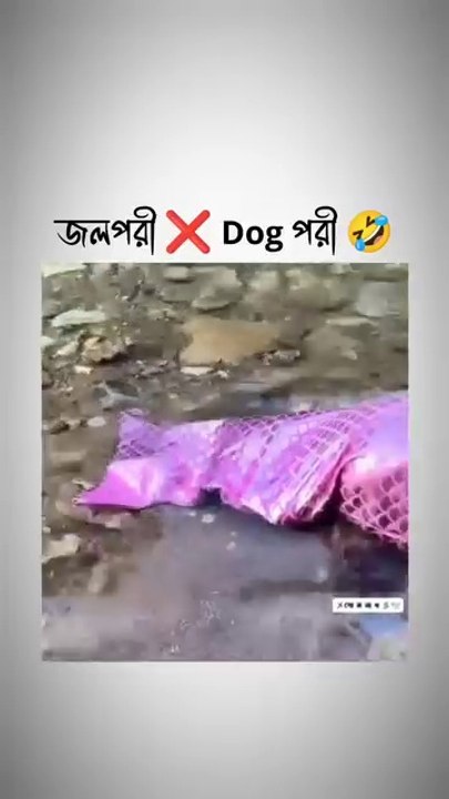Dog is always fair,Facebook, dailymotion,grinding video